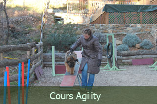 cours agility active-dog